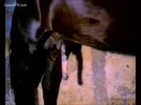 Naked chick blow job a horse's cock